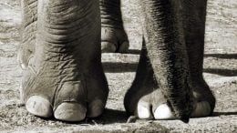 Elephant’s Sixth Toe Re-Discovered