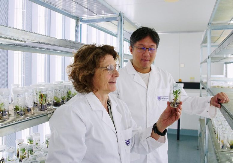 Elizabeth Aitken and Andrew Chen Banana Plants