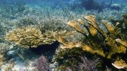 Elkhorn and Staghorn Corals