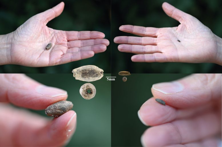 Elliptical Clay Beads