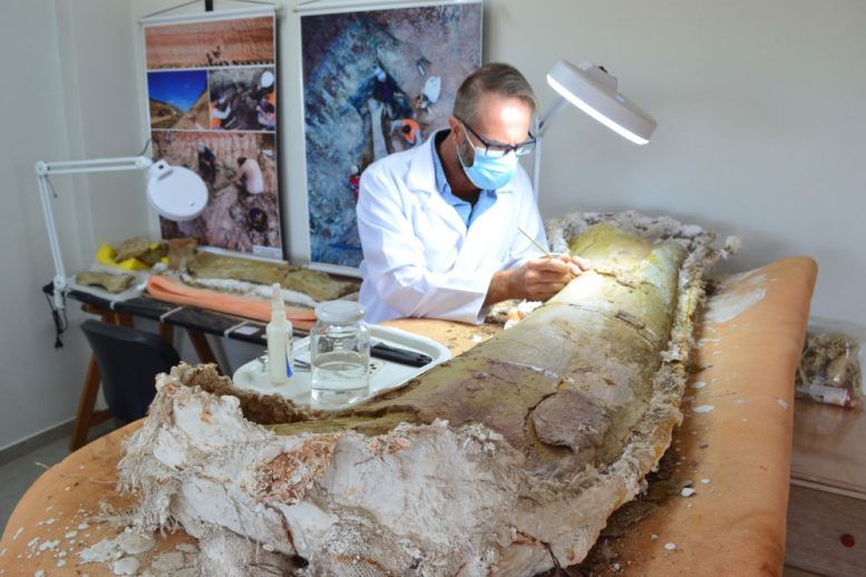 Elver Mayer Prepares a Femur Fossil