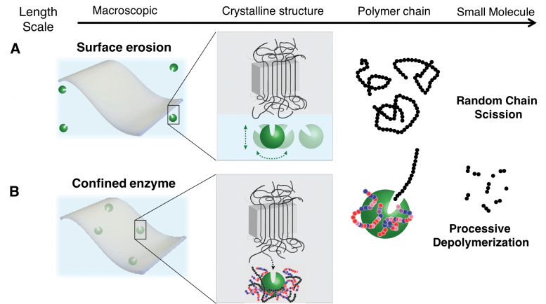 Embedding Polymer Eating Enzymes