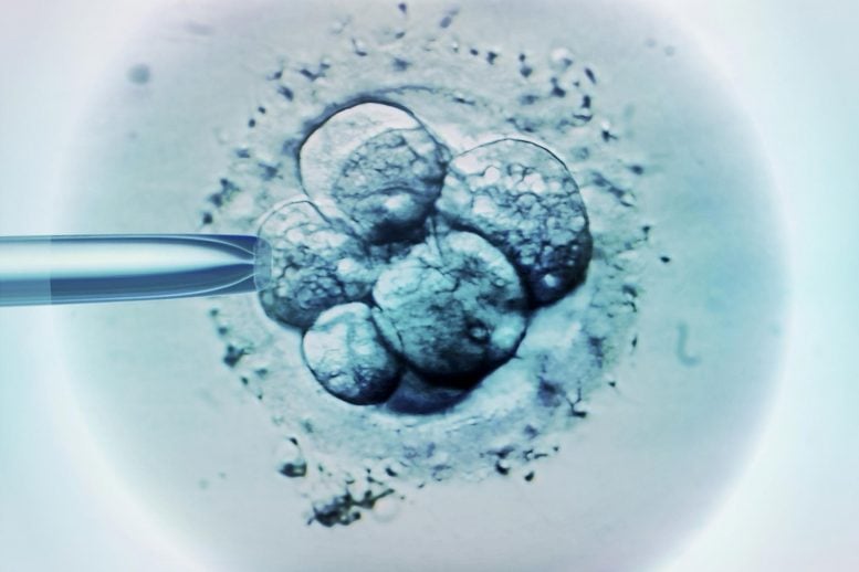 Embryo Selection for IVF