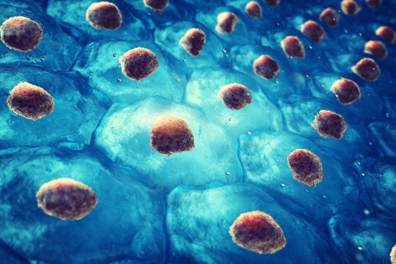 Embryonic Stem Cell Colony