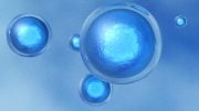 Embryonic Stem Cells