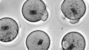 Embryos Containing Nanodevices