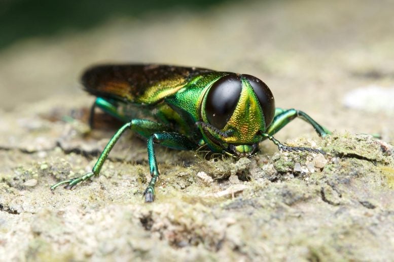 Emerald Ash Borer (Agrilus planipennis)
