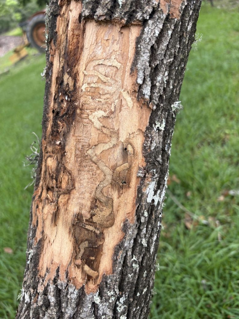Emerald Ash Borer Galleries in an Ash Tree