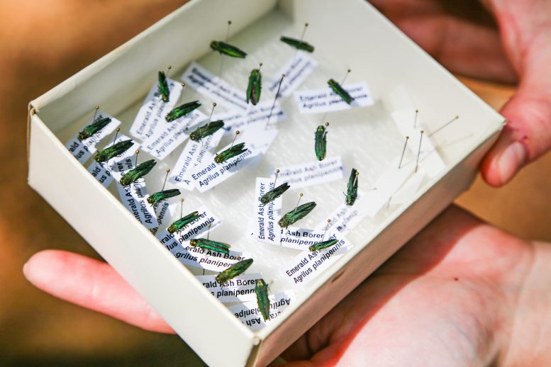 Emerald Ash Borer Specimens