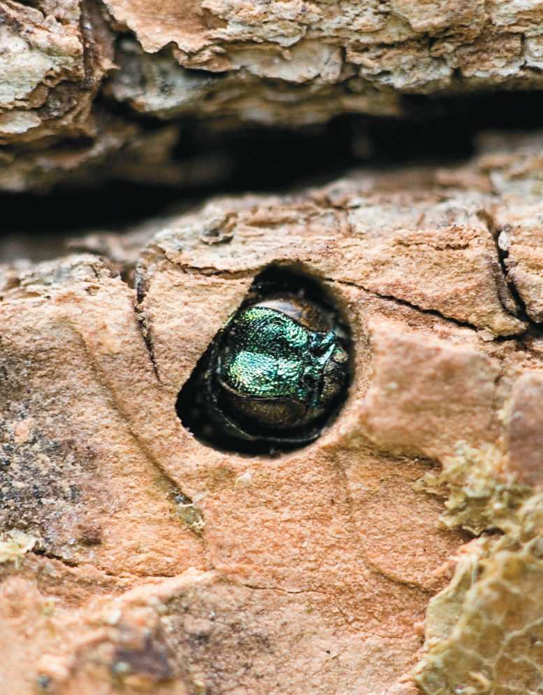 Emerald Ash Borer in a D Shaped Exit Hole