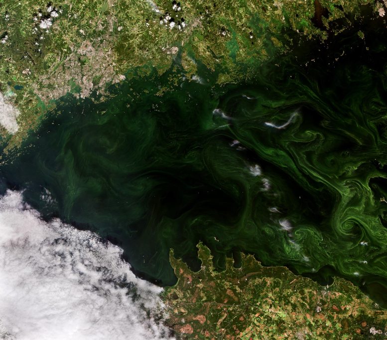 Emerald Green Algal Blooms in the Gulf of Finland