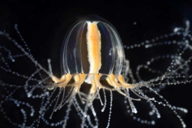 Emergent Model Jellyfish Cladonema