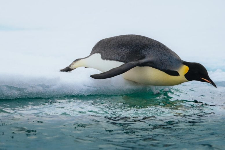 Emperor Penguin Antarctica