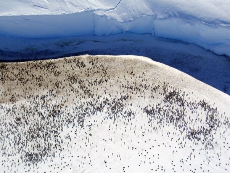Emperor Penguin Colony Helicopter View