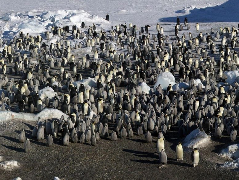 Emperor Penguin Colony Near Mertz Glacier