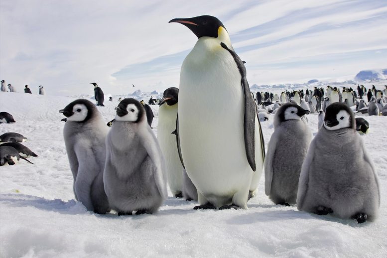 Emperor Penguins With Chicks