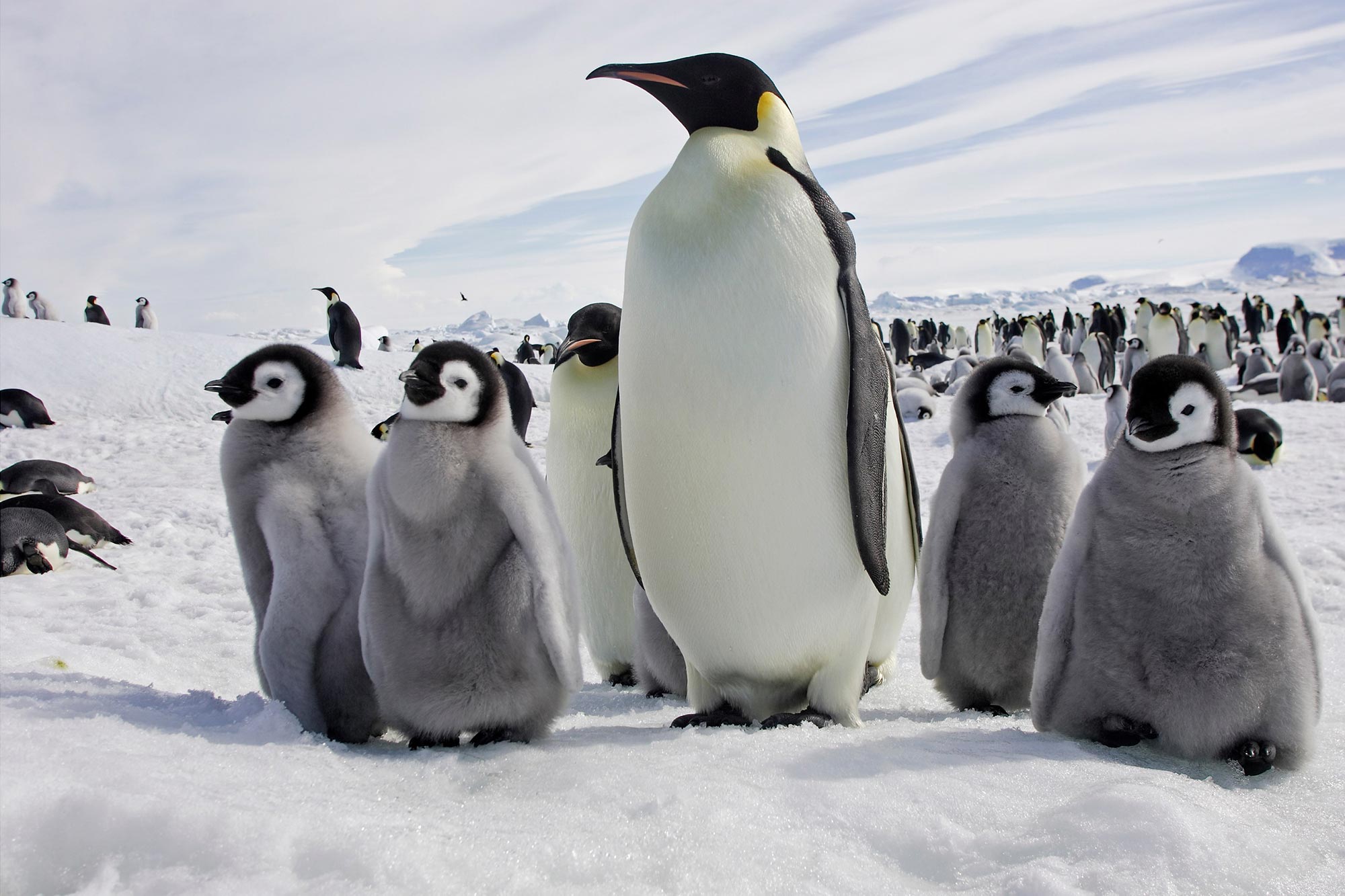antarctic-sea-ice-crisis-emperor-penguin-colonies-suffer-catastrophic-breeding-failure