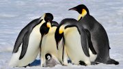 Emperor Penguins with Chick