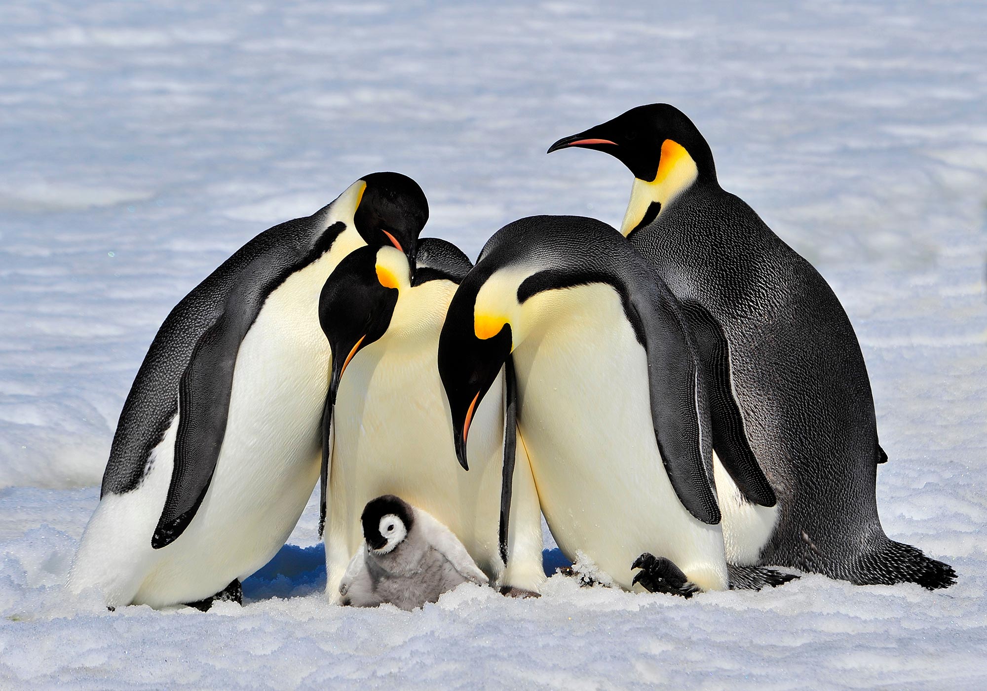 Emperor Penguins Are Threatened – Study Recommends Special 