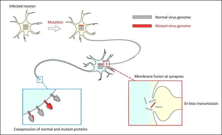 En Bloc Transmission of the Measles Virus Genomes in Neurons