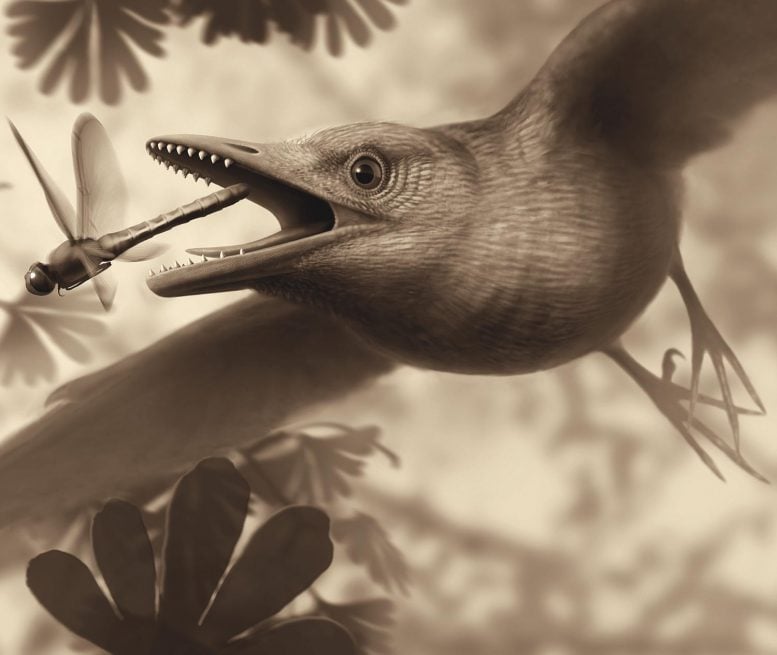 Enantiornithine Bird Illustration