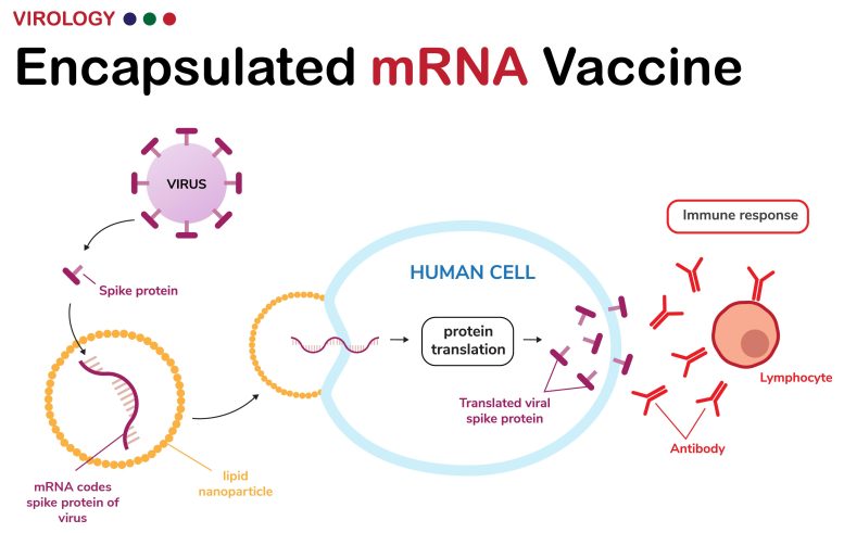 Encapsulated mRNA Vaccine