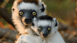 Endangered Mammals of Madagascar