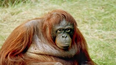 Endangered Orang-utans Digest Their Own Muscles For Survival