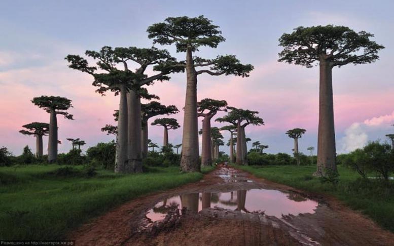 Endangered Trees, Palmate Adansonia