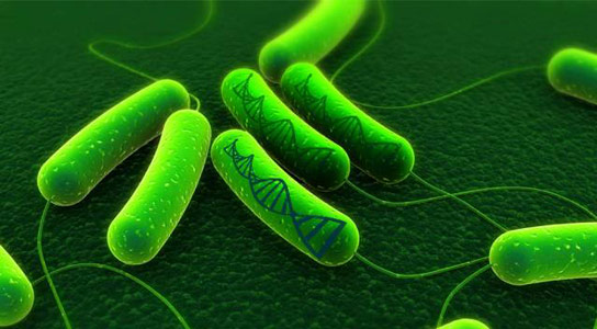 Engineered Bacteria Can Store Memories of Chemical Exposure