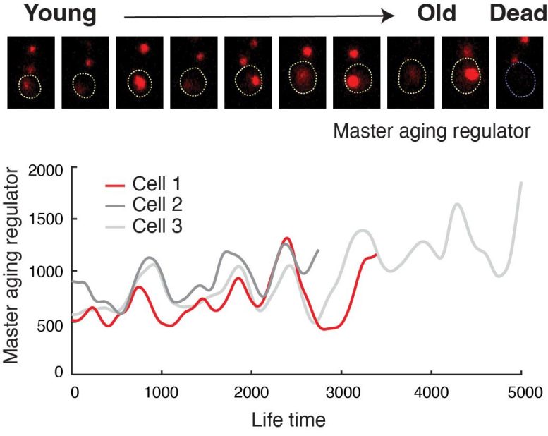 Engineered Cells Show Oscillating Abundance of Master Aging Regulator