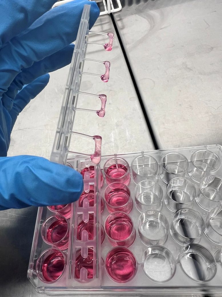 Engineered Heart Tissues With a Solution