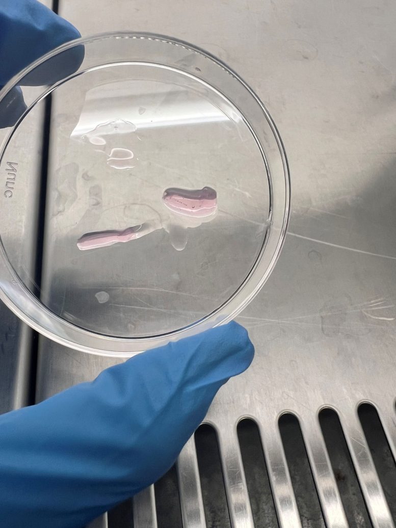 Engineered Heart Tissues in a Petri Dish