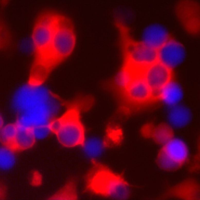 Endless Supply of Cancer-Fighting Immune Cells Unlocked by USC Scientists
