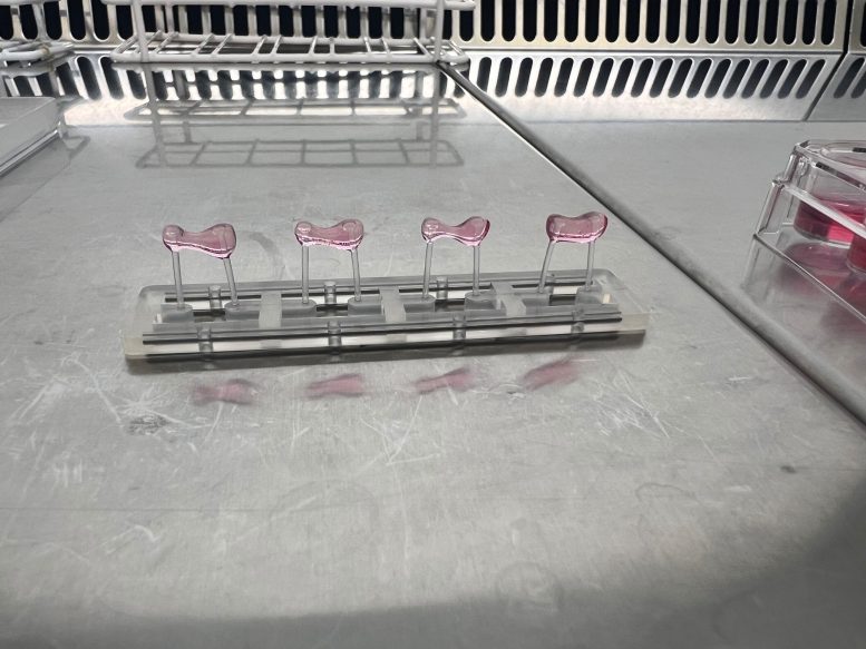Engineered heart tissues each grown between fixed posts