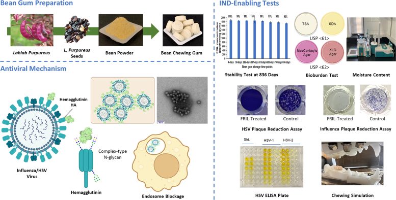 Engineering and Evaluation of Anti-Viral Bean Gum