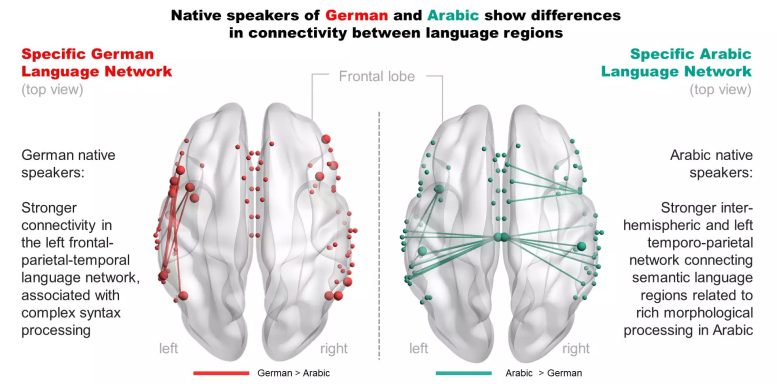 Enhanced Brain Wiring in German and Arabic Native Speakers
