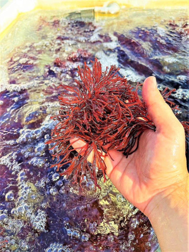 Enhanced Seaweed