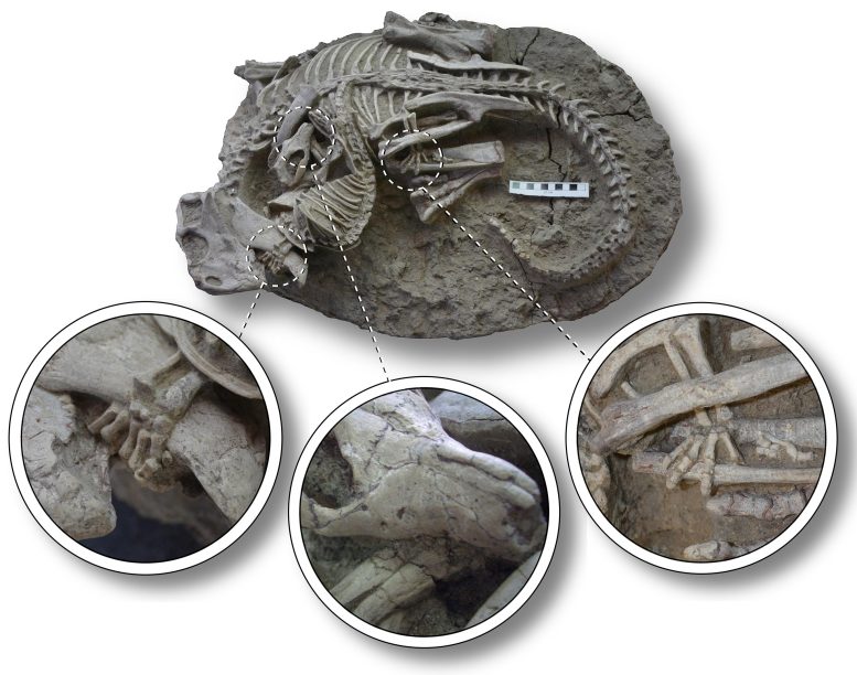 Entangled Skeletons Dinosaur and Mammal Fossil Details