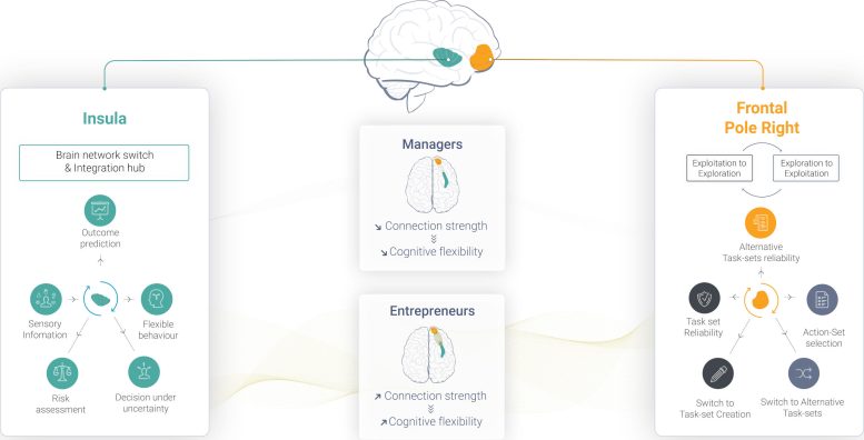Entrepreneurs and Managers Brain