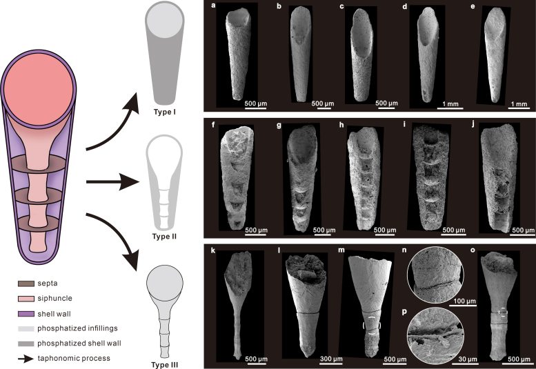 Eoceras Preservation Types and Fossil Specimens