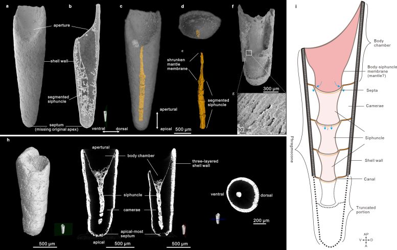 Eoceras Shell Morphology and Internal Anatomy