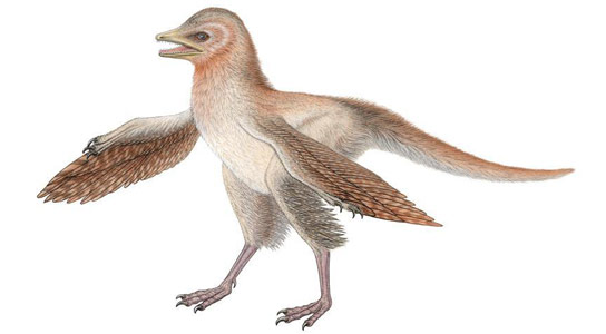Eosinopteryx