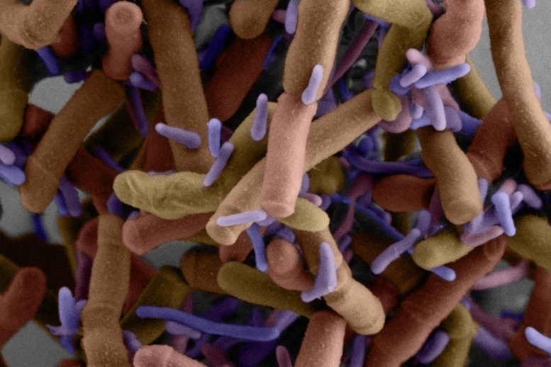 Epibiotic Bacteria Growing on Host Cell