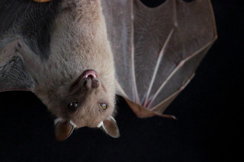 Epomophorus Bat