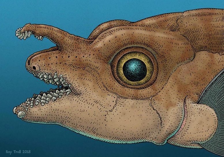 “Insane” – Bizarre Fish Discovery Flips Long-Standing Assumption in Evolutionary Biology
