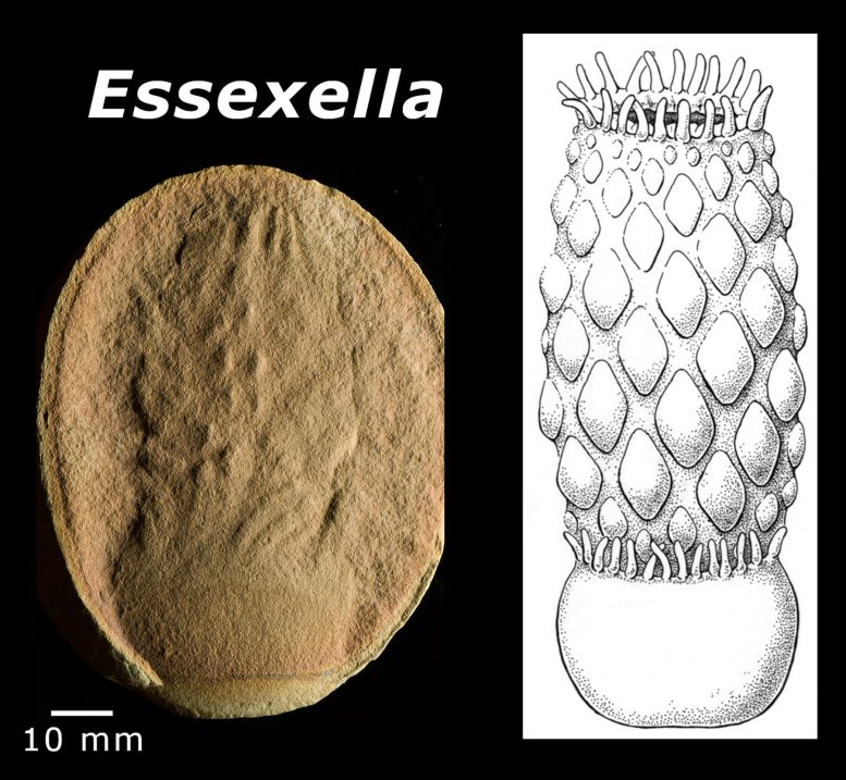 Essexella Sea Anemone Fossil