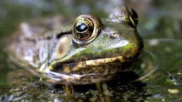 Estrogen Contamination is Changing the Amphibian Populations