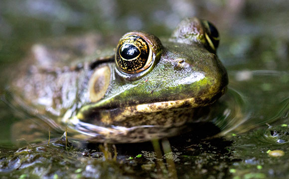 Estrogen Contamination is Changing the Amphibian Populations