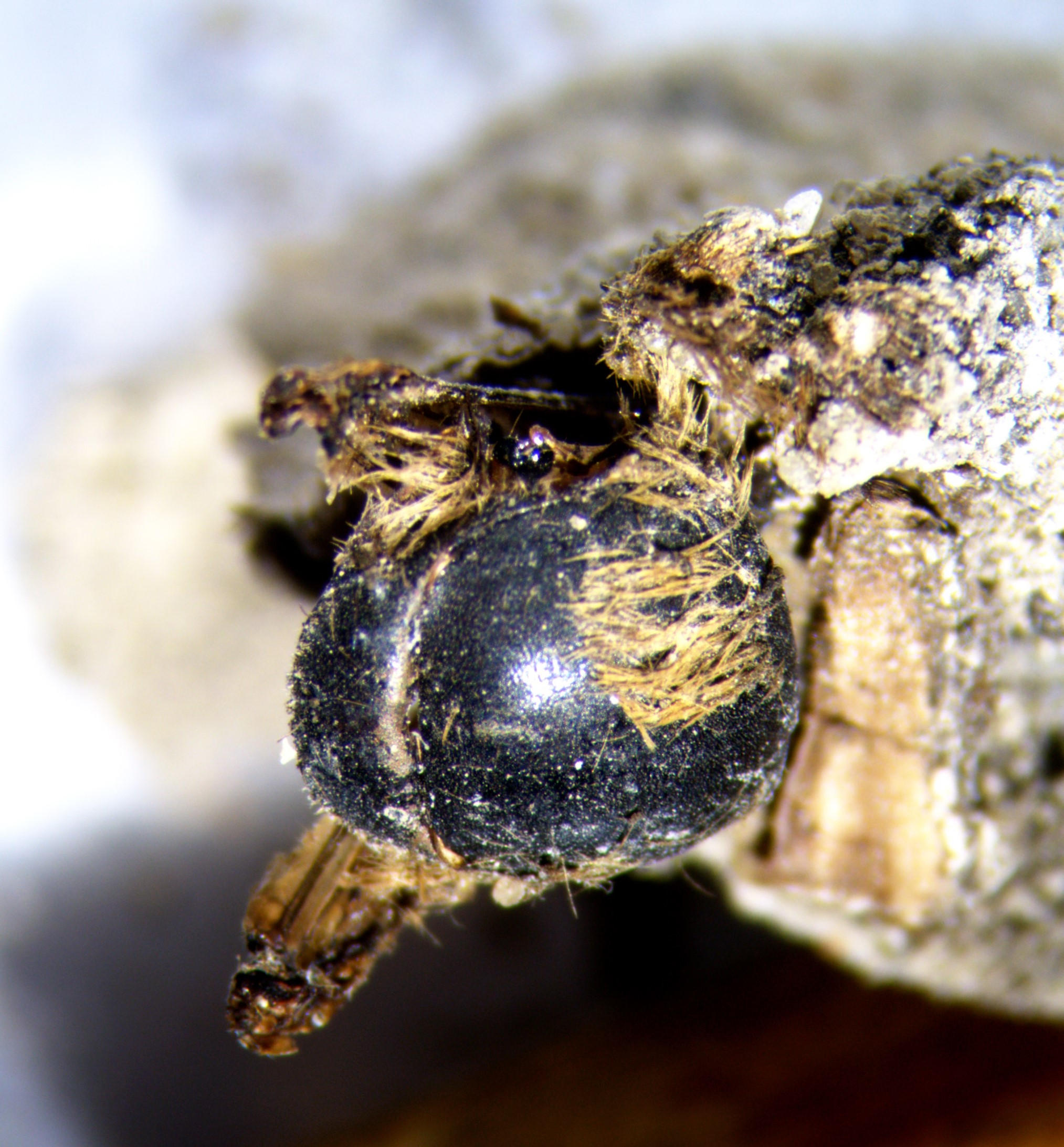 3,000 Years Old – Scientists Discover Hundreds of Mummified Bees From the Time of Pharaohs - Vimarsana News